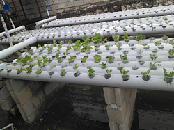 Pepinieres being grown off the ground thus reducing water consumption