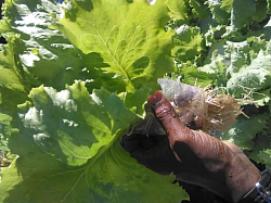 Fresh , green and bitterness Lettuce created in just a backyard